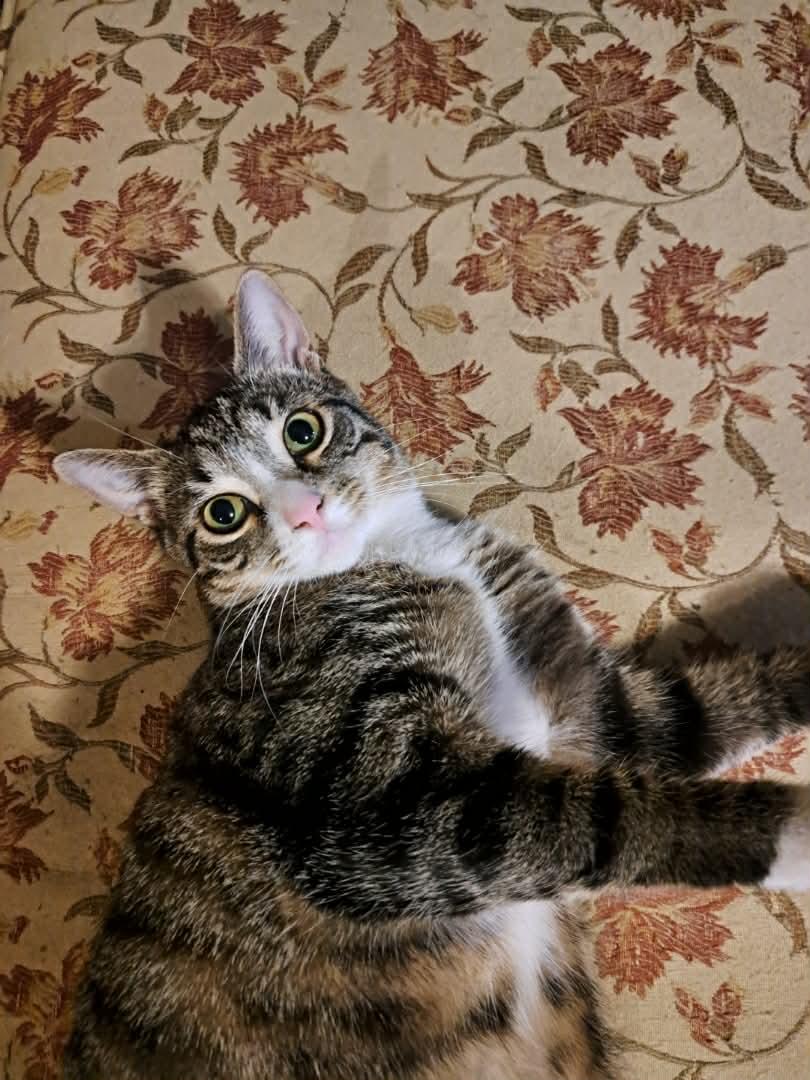 Shock, a Adoptable Domestic Short Hair in Stewartsville, NJ image 2/3