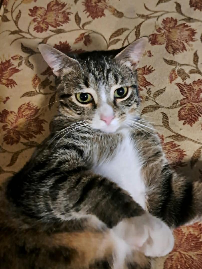 Shock, a Adoptable Domestic Short Hair in Stewartsville, NJ image 3/3