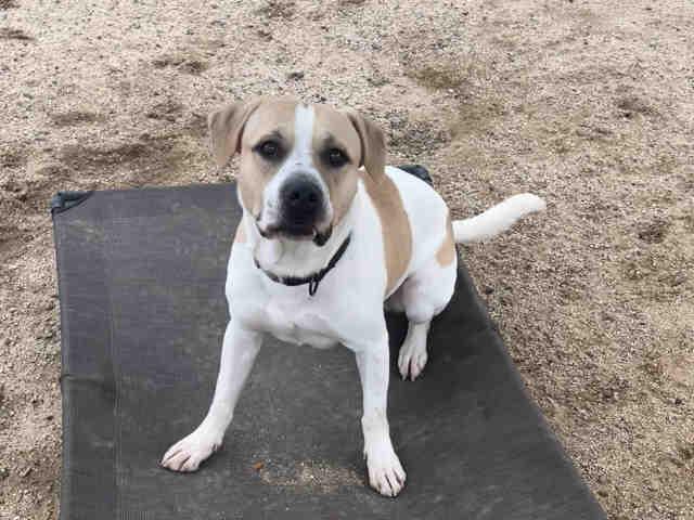 Enlarge PANCAKE, a Adoptable mixed breed in Carlsbad, CA image 1/1