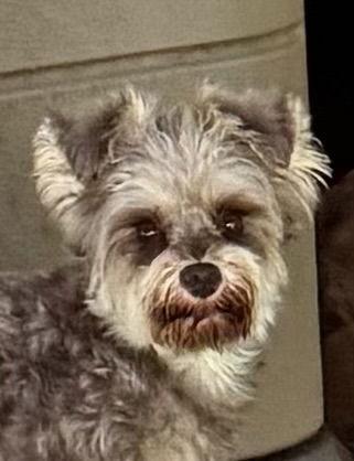 Enlarge Bambi, a Adoptable mixed breed in Pottstown, PA image 1/2