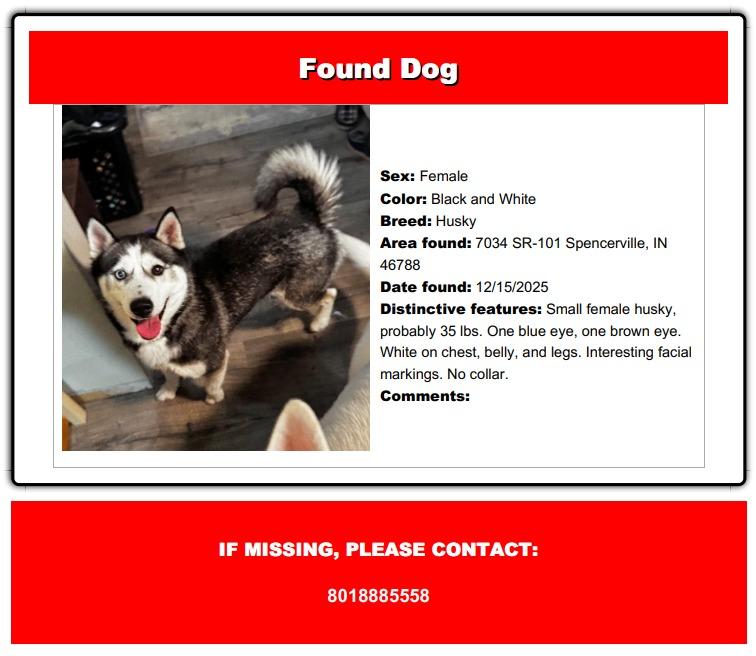 Enlarge Holly, a Adoptable Husky in Auburn, IN image 1/1