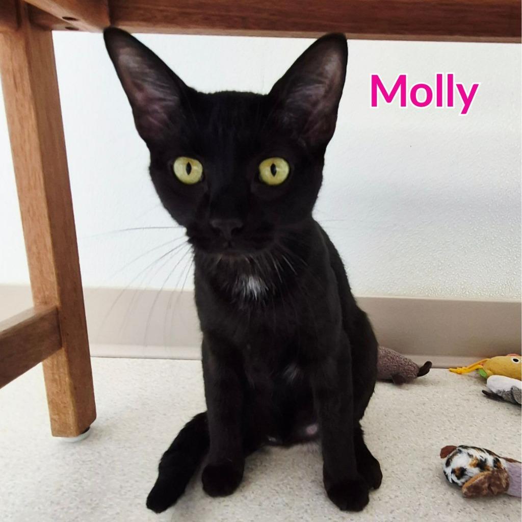Molly, Adoptable, Young Female Domestic Short Hair.