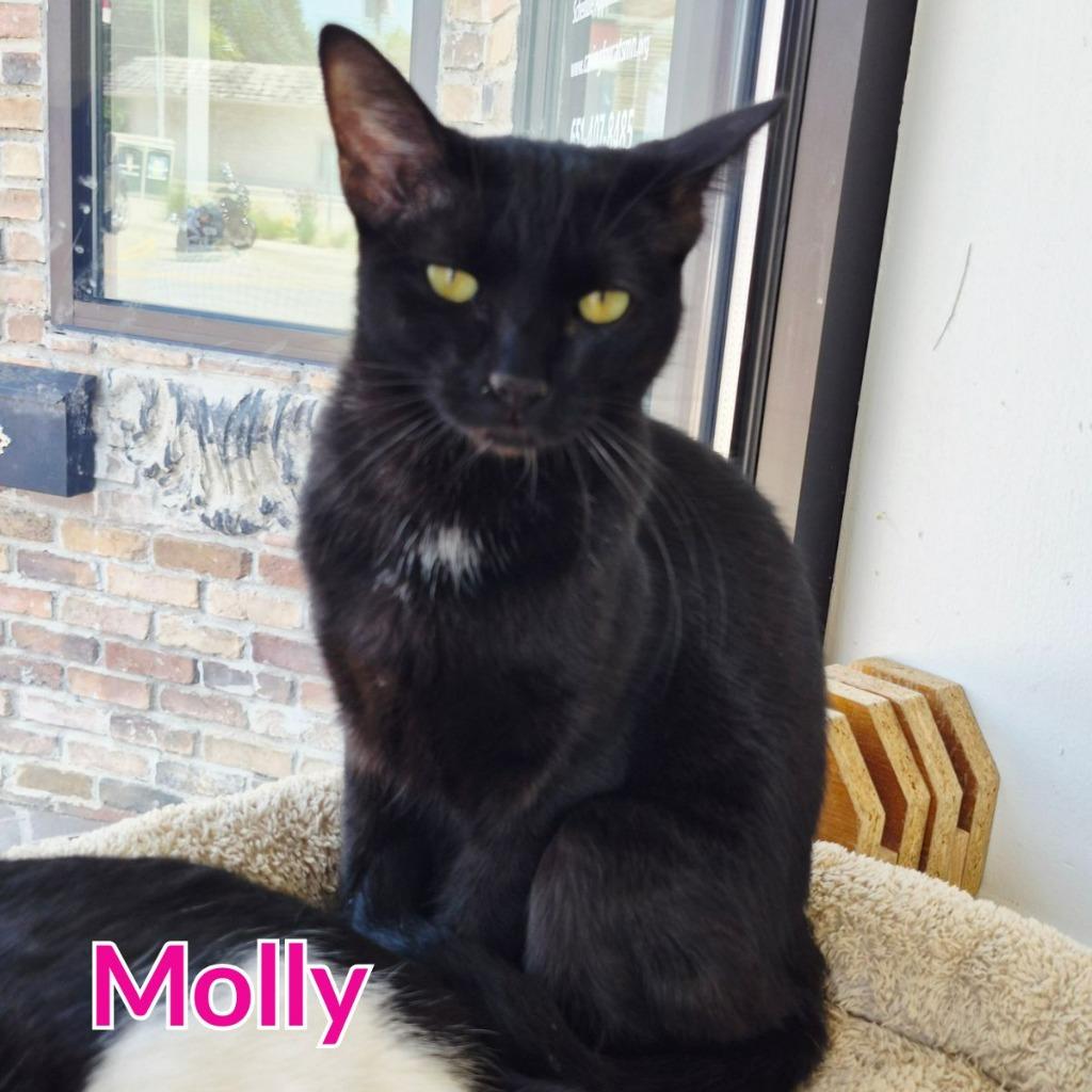 Enlarge Molly, a Adoptable mixed breed in North Saint Paul, MN image 2/3