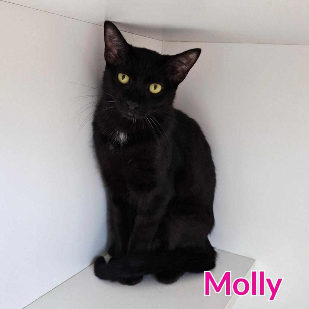 Enlarge Molly, a Adoptable mixed breed in North Saint Paul, MN image 3/3