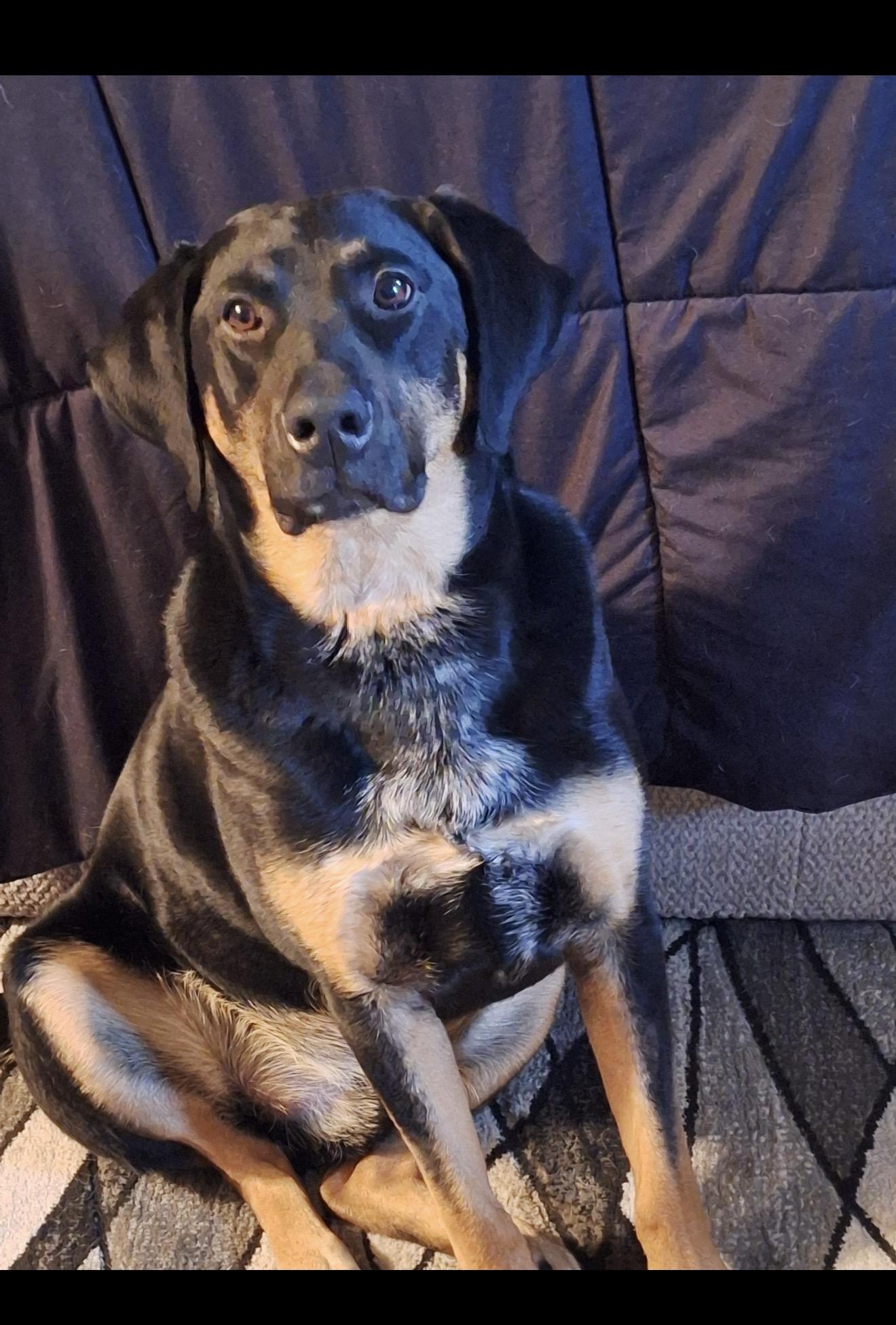 Foster Odin, ADOPTABLE, Adult Male Black and Tan Coonhound.