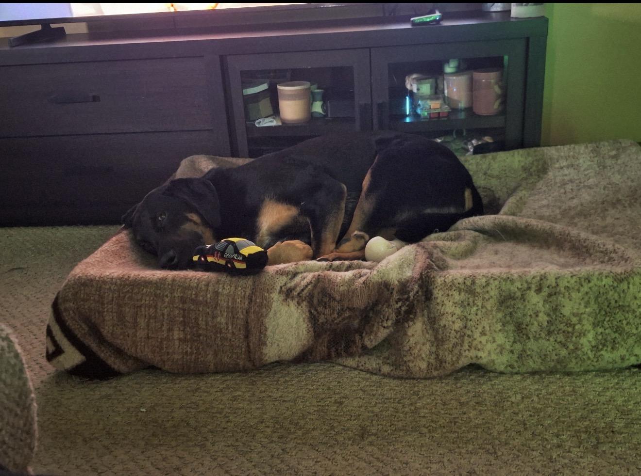 Foster Odin, a ADOPTABLE mixed breed in Oswego, IL image 3/4