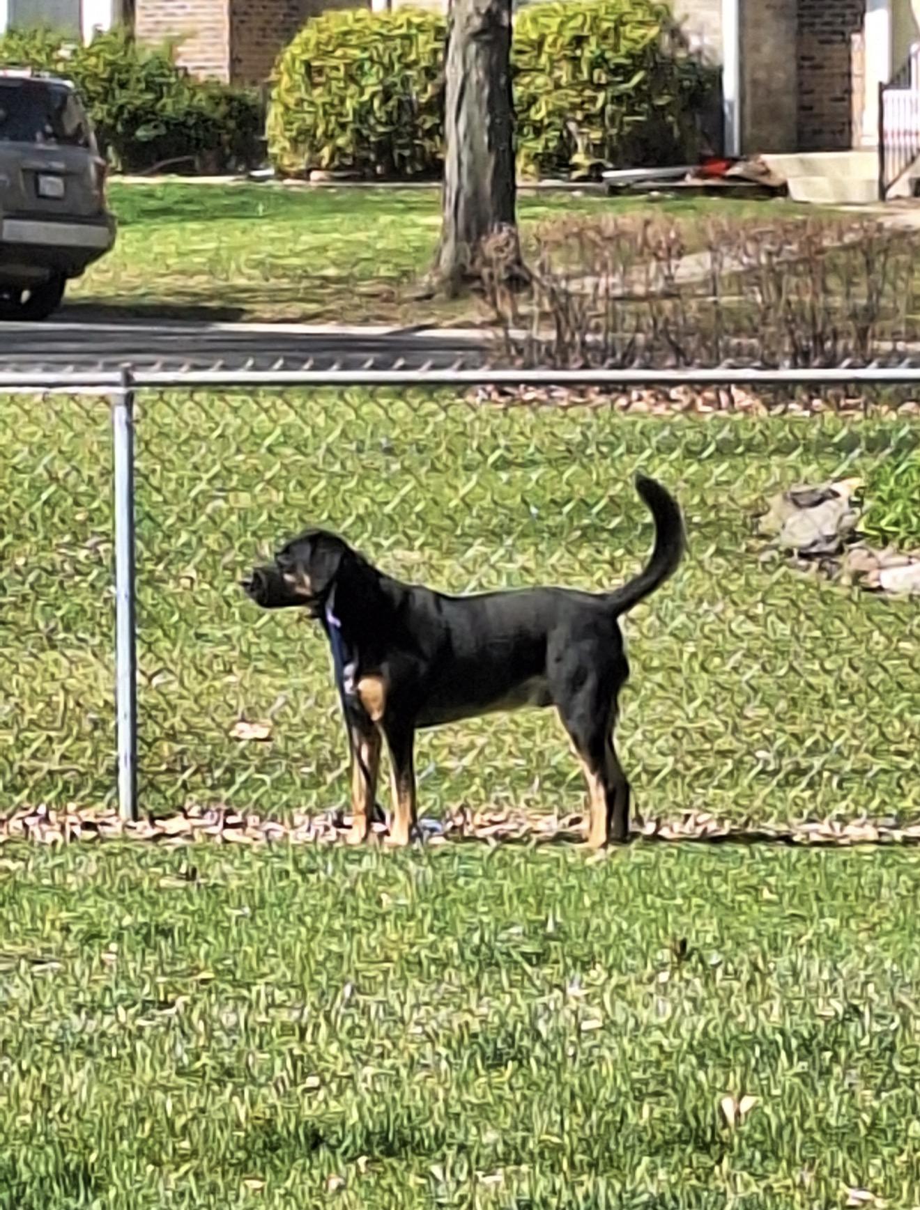 Foster Odin, a ADOPTABLE mixed breed in Oswego, IL image 4/4