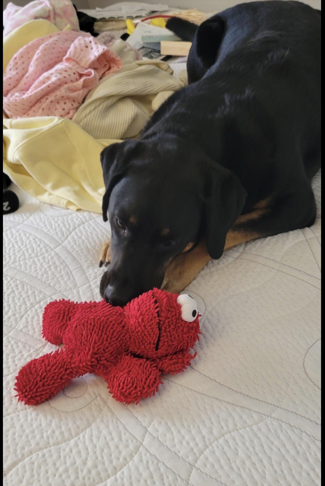 Foster Odin, a ADOPTABLE mixed breed in Oswego, IL image 2/4