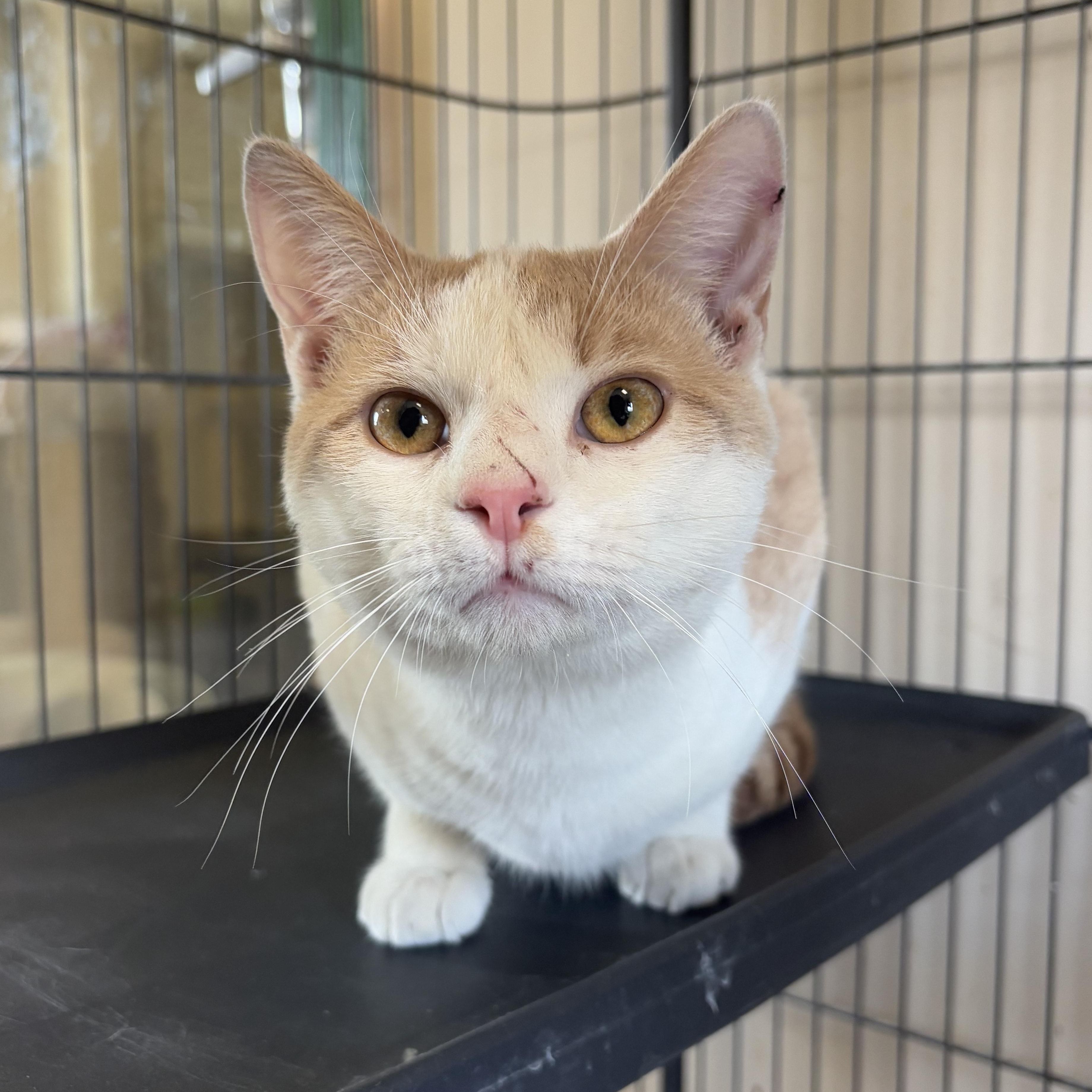 Enlarge Tofu, a Adopted Domestic Short Hair in Leavenworth, KS image 1/2