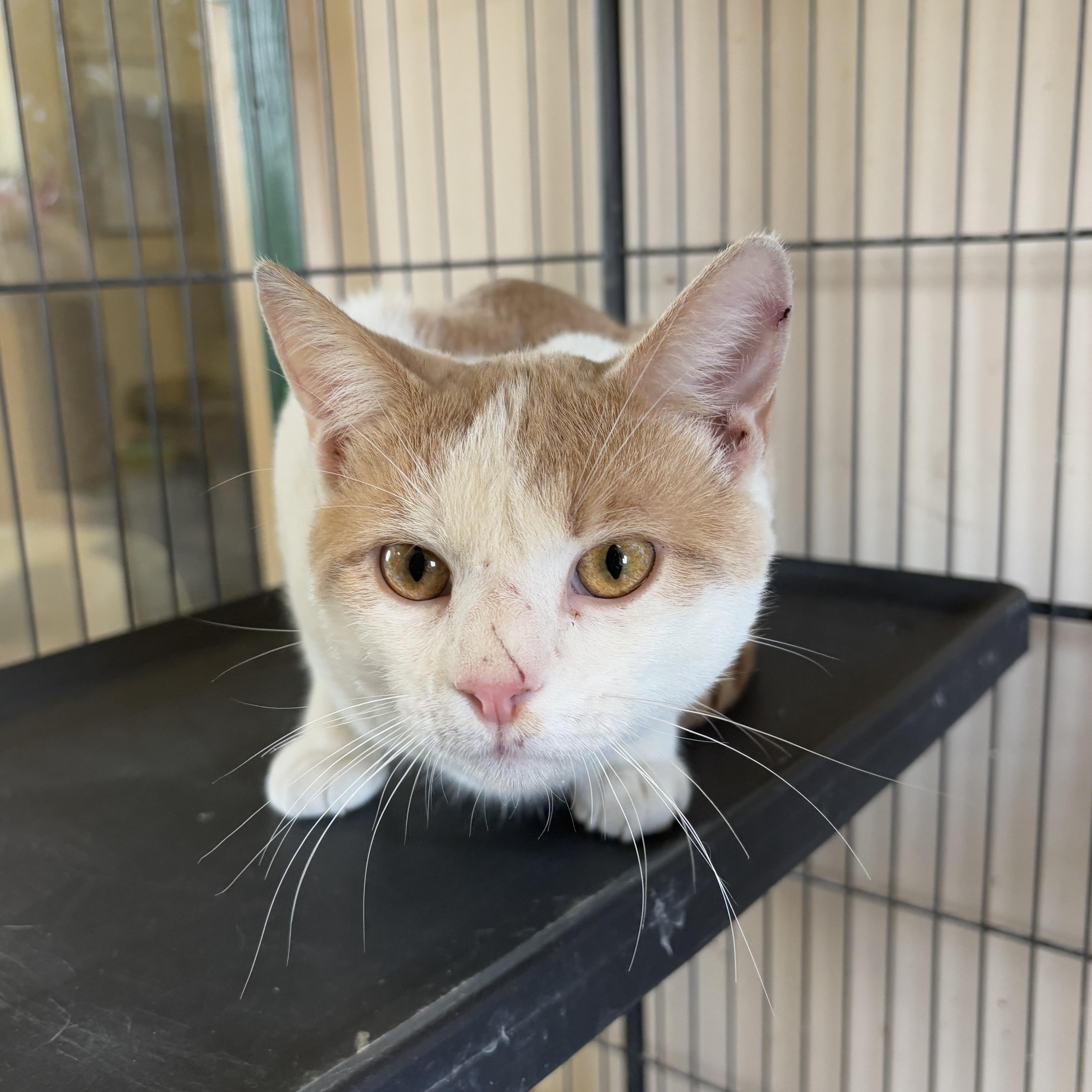 Enlarge Tofu, a Adopted Domestic Short Hair in Leavenworth, KS image 2/2