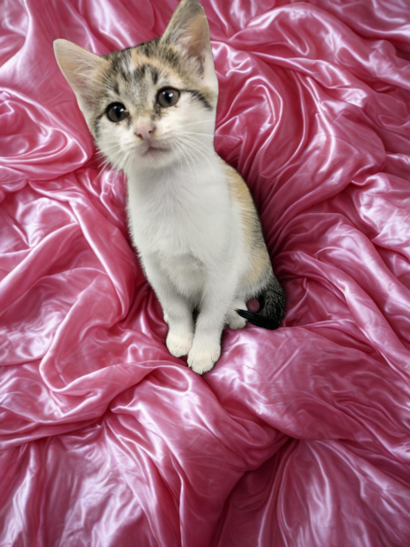 Sharon, ADOPTABLE, Young Female Calico.