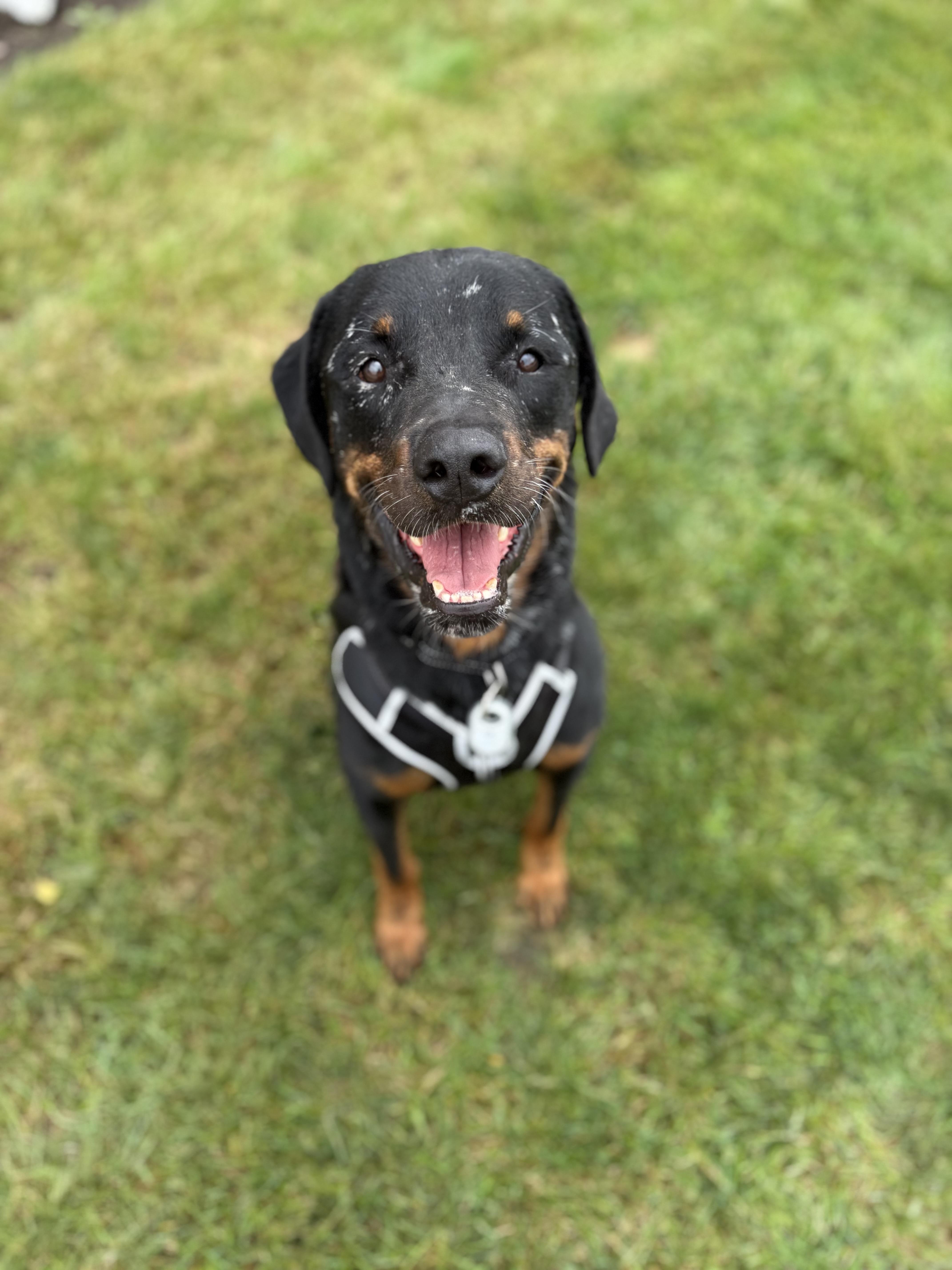 Enlarge Wally, a Adoptable Rottweiler in Schaumburg, IL image 3/3