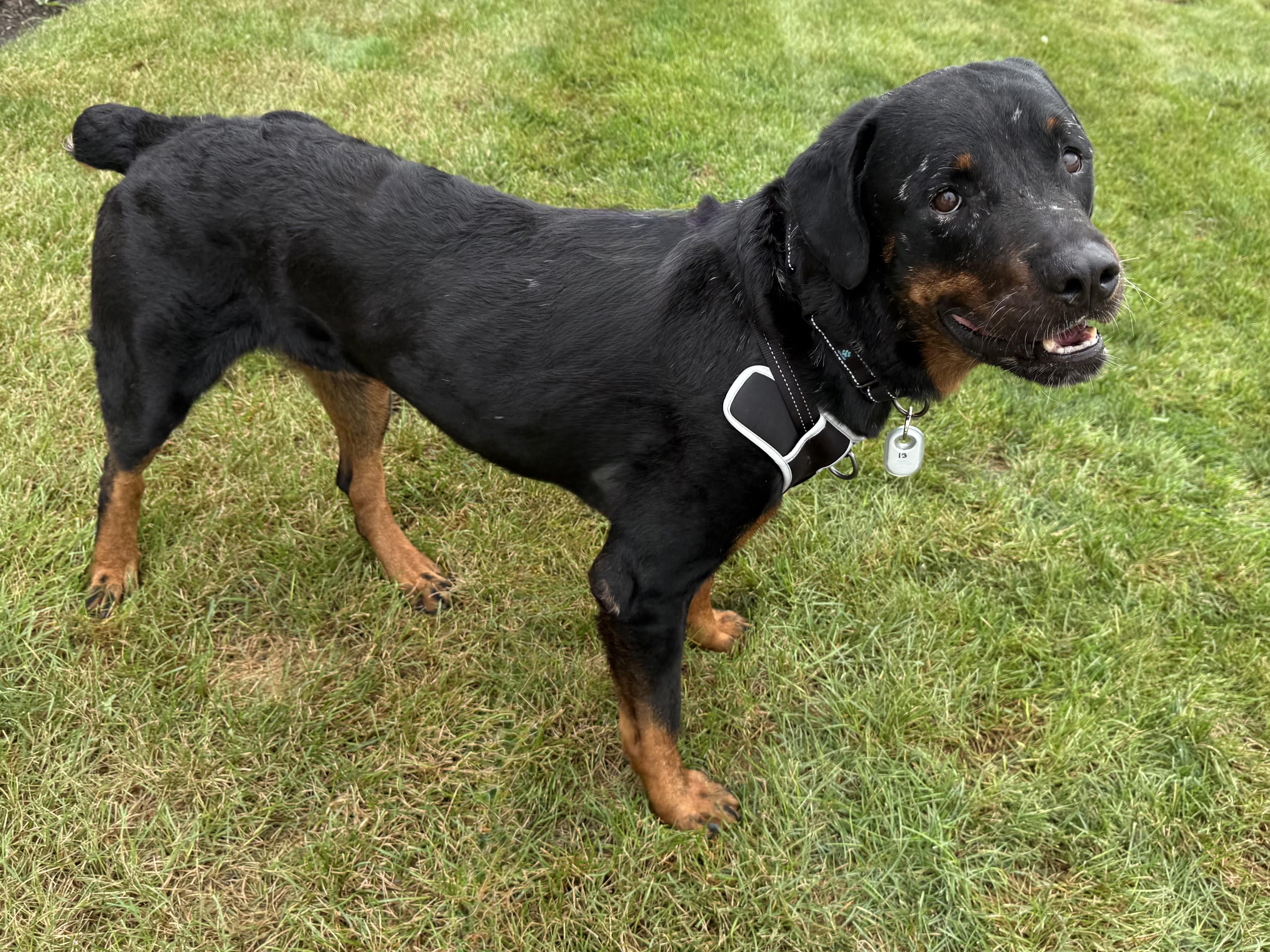 Enlarge Wally, a Adoptable Rottweiler in Schaumburg, IL image 2/3