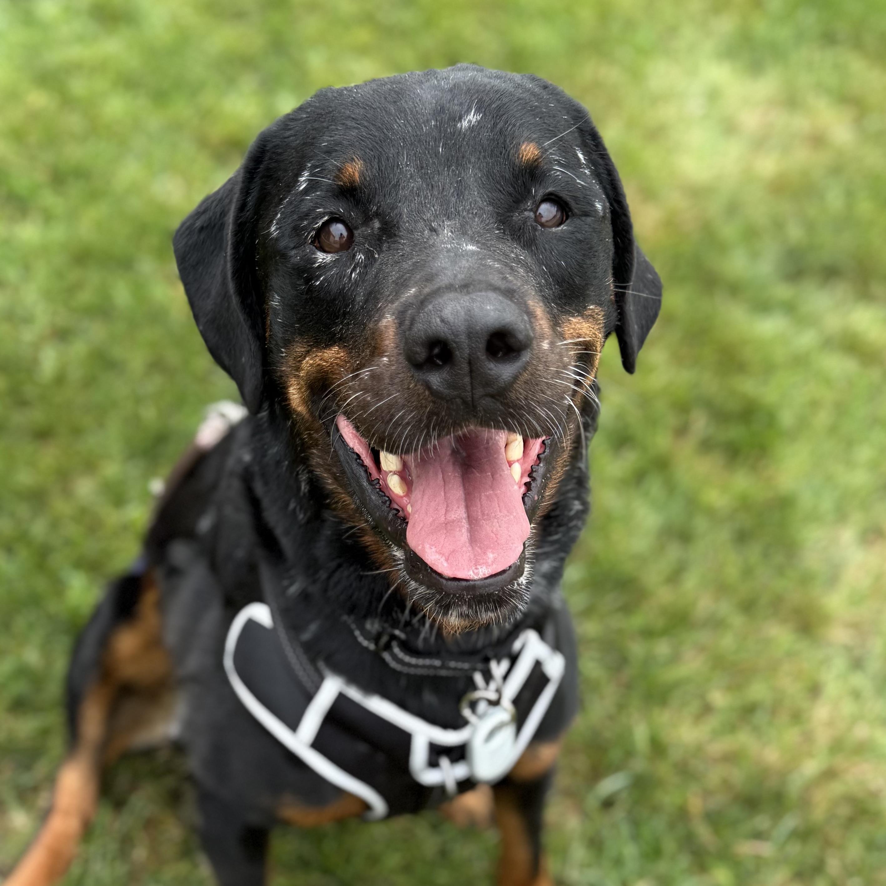 Wally, Adoptable, Adult Male Rottweiler.