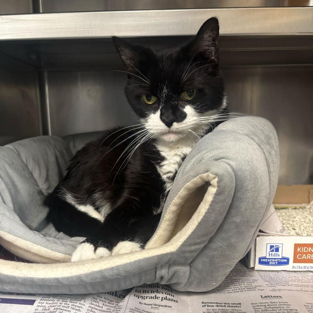 Typical Millenial, ADOPTABLE, Senior Female Domestic Short Hair.