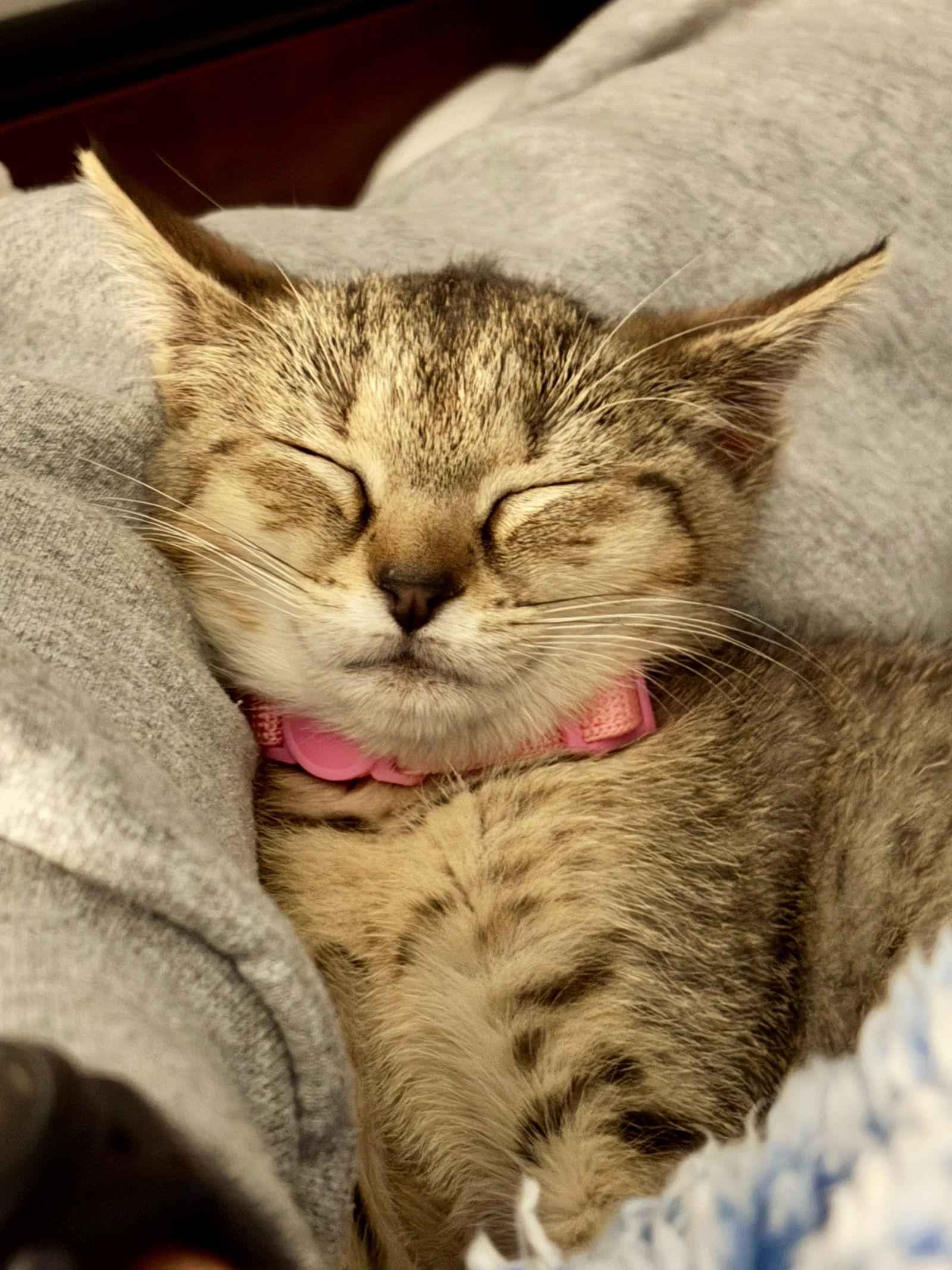 Enlarge Luna, a Adopted Domestic Short Hair in Reston, VA image 1/3