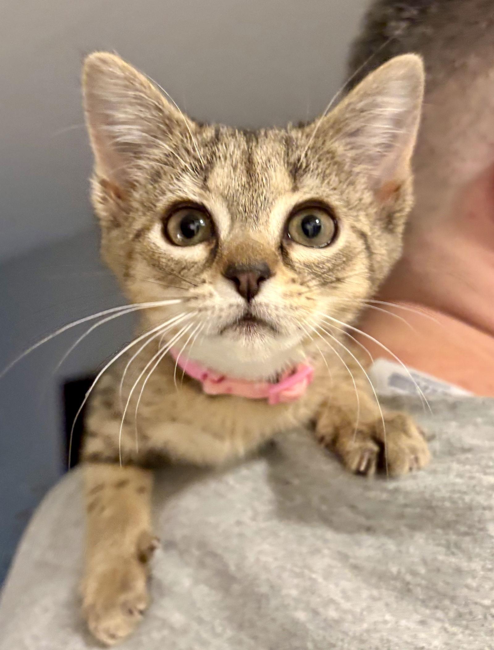 Enlarge Luna, a Adopted Domestic Short Hair in Reston, VA image 2/3