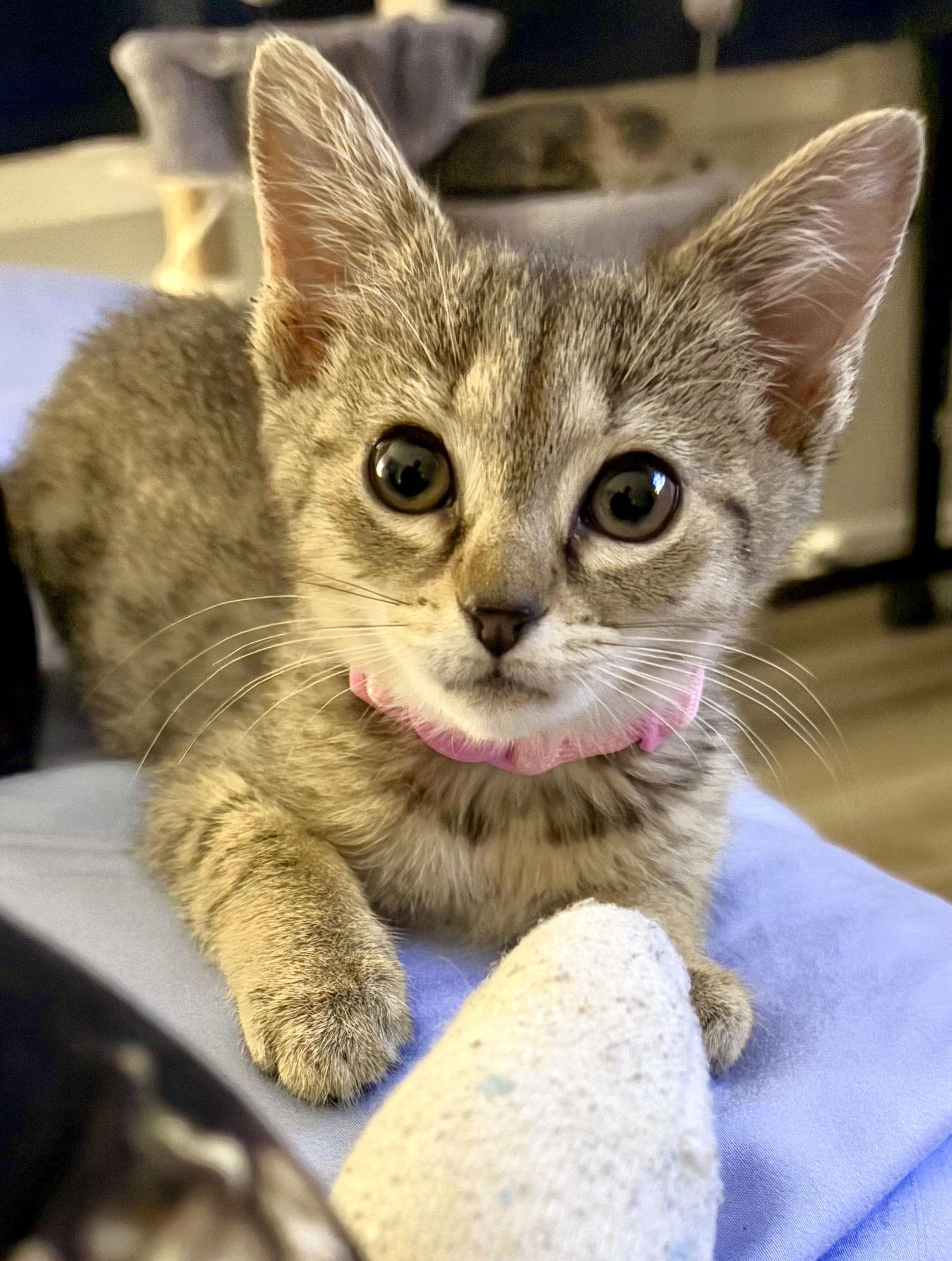 Enlarge Luna, a Adopted Domestic Short Hair in Reston, VA image 3/3