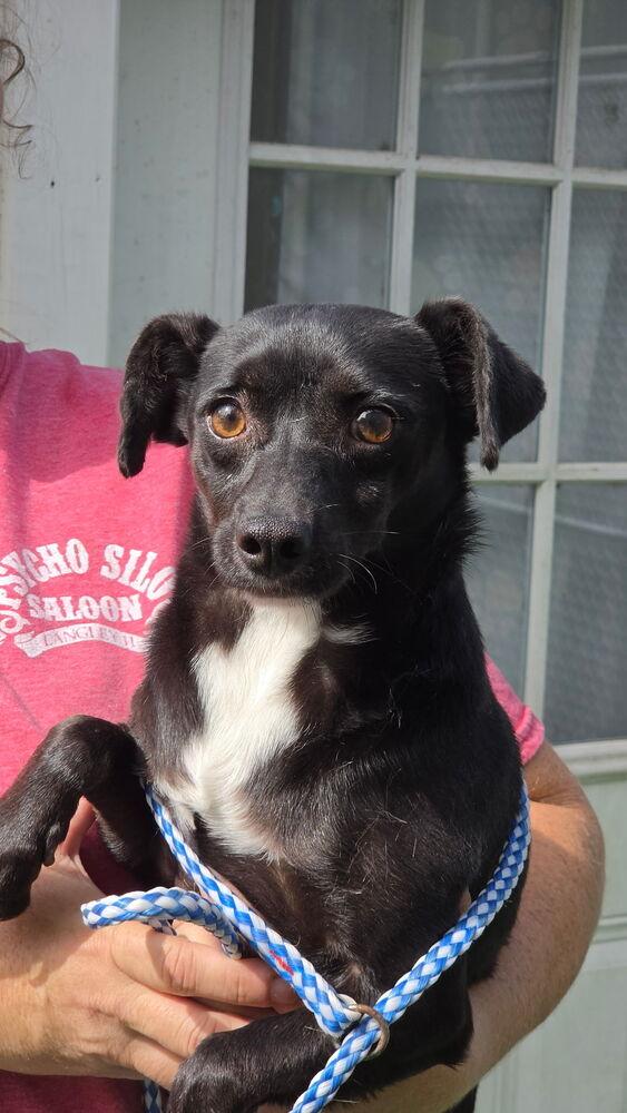 Chandler, Adoptable, Young Male Chihuahua.
