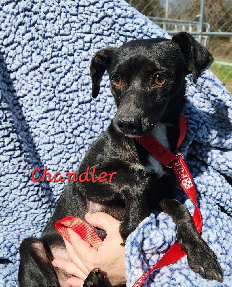 Enlarge Chandler, a Adoptable mixed breed in Waterloo, IL image 1/3