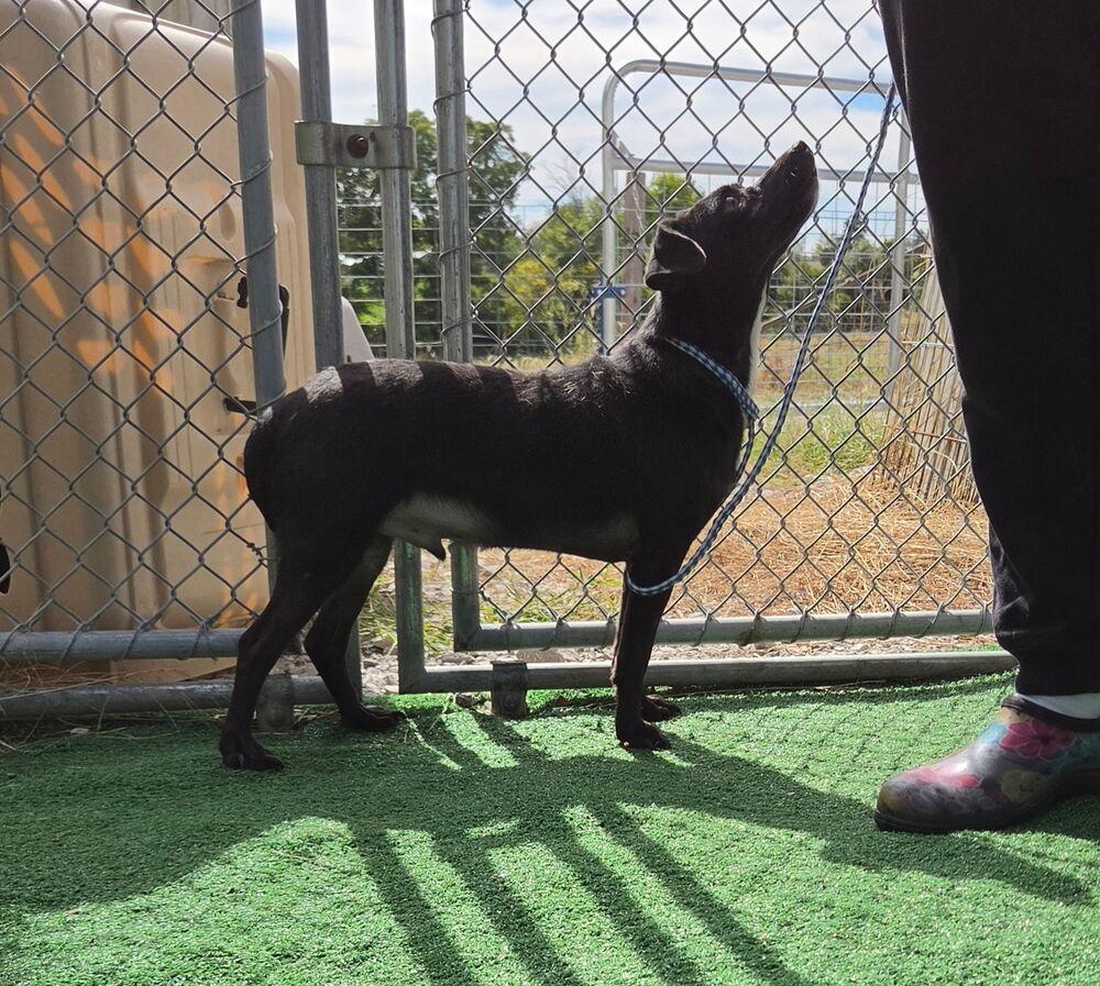 Enlarge Chandler, a Adoptable mixed breed in Waterloo, IL image 2/4