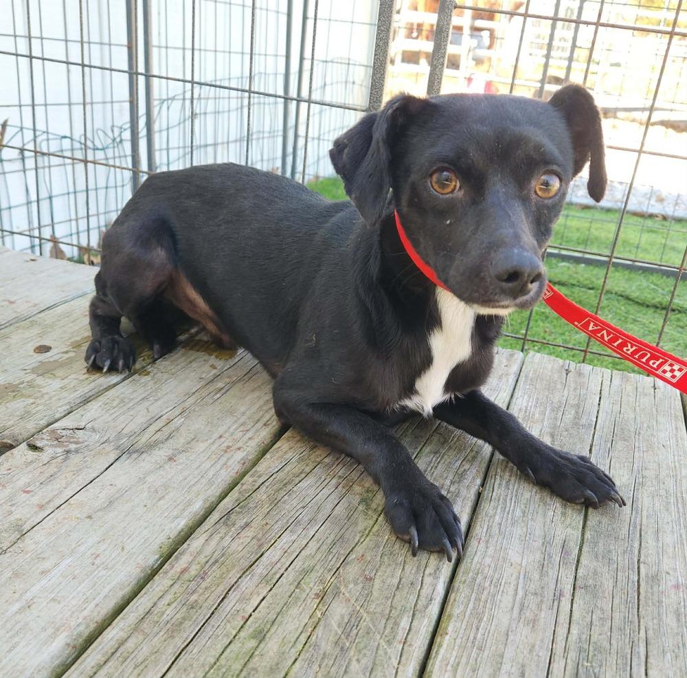 Enlarge Chandler, a Adoptable mixed breed in Waterloo, IL image 2/3