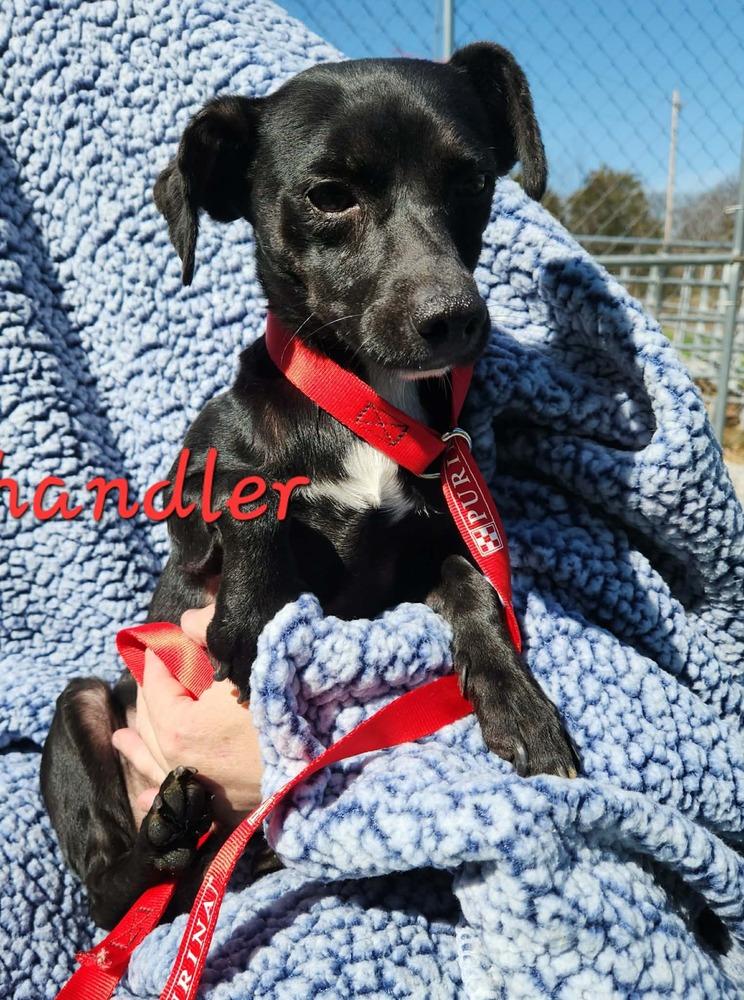 Enlarge Chandler, a Adoptable mixed breed in Waterloo, IL image 3/3