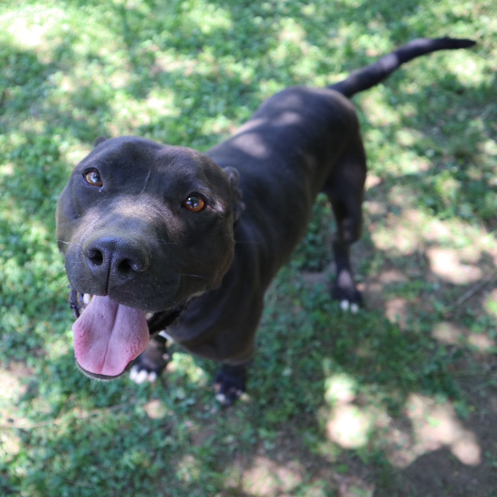 Enlarge Wendel, a Adoptable mixed breed in Rossville, TN image 1/11