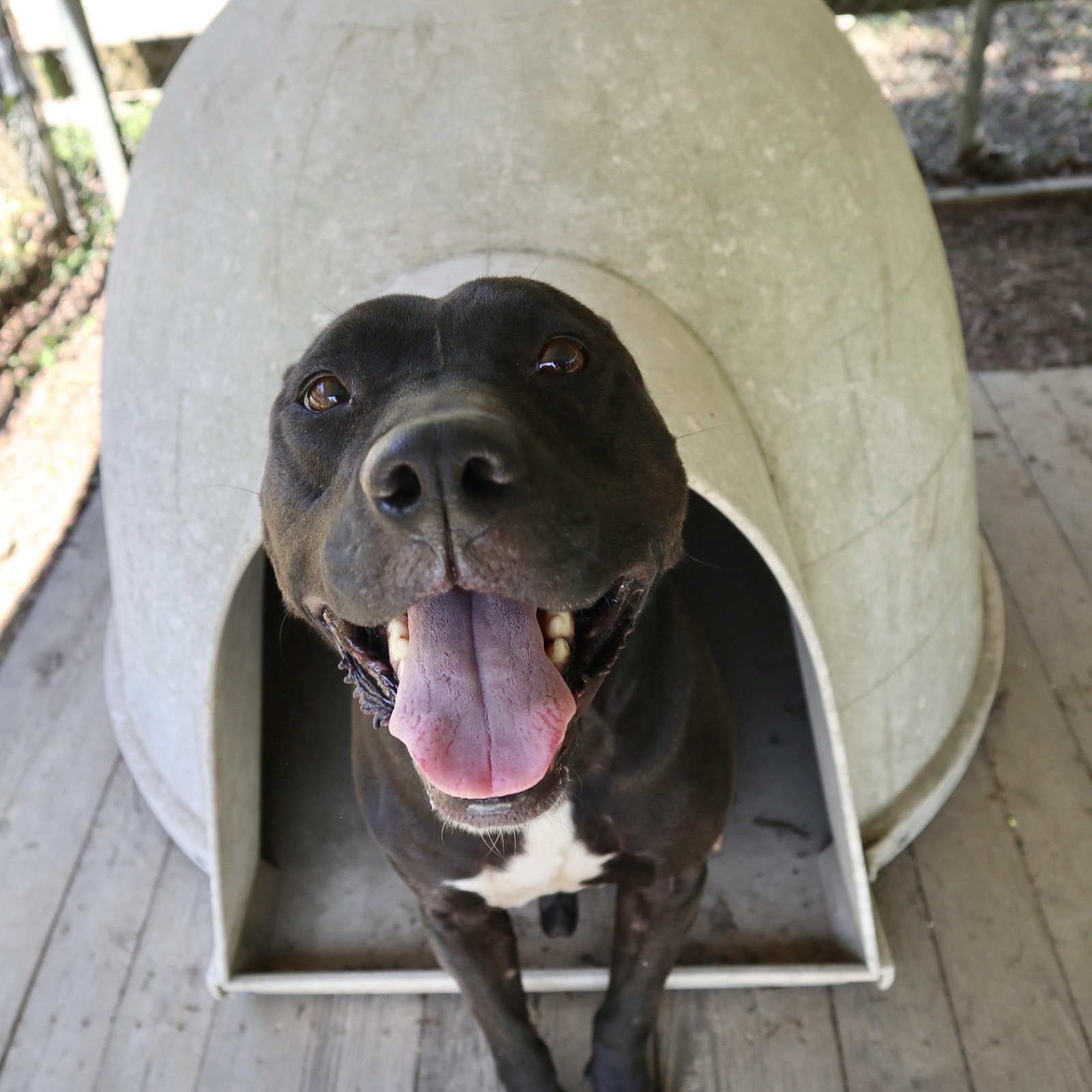 Enlarge Wendel, a Adoptable mixed breed in Rossville, TN image 11/11