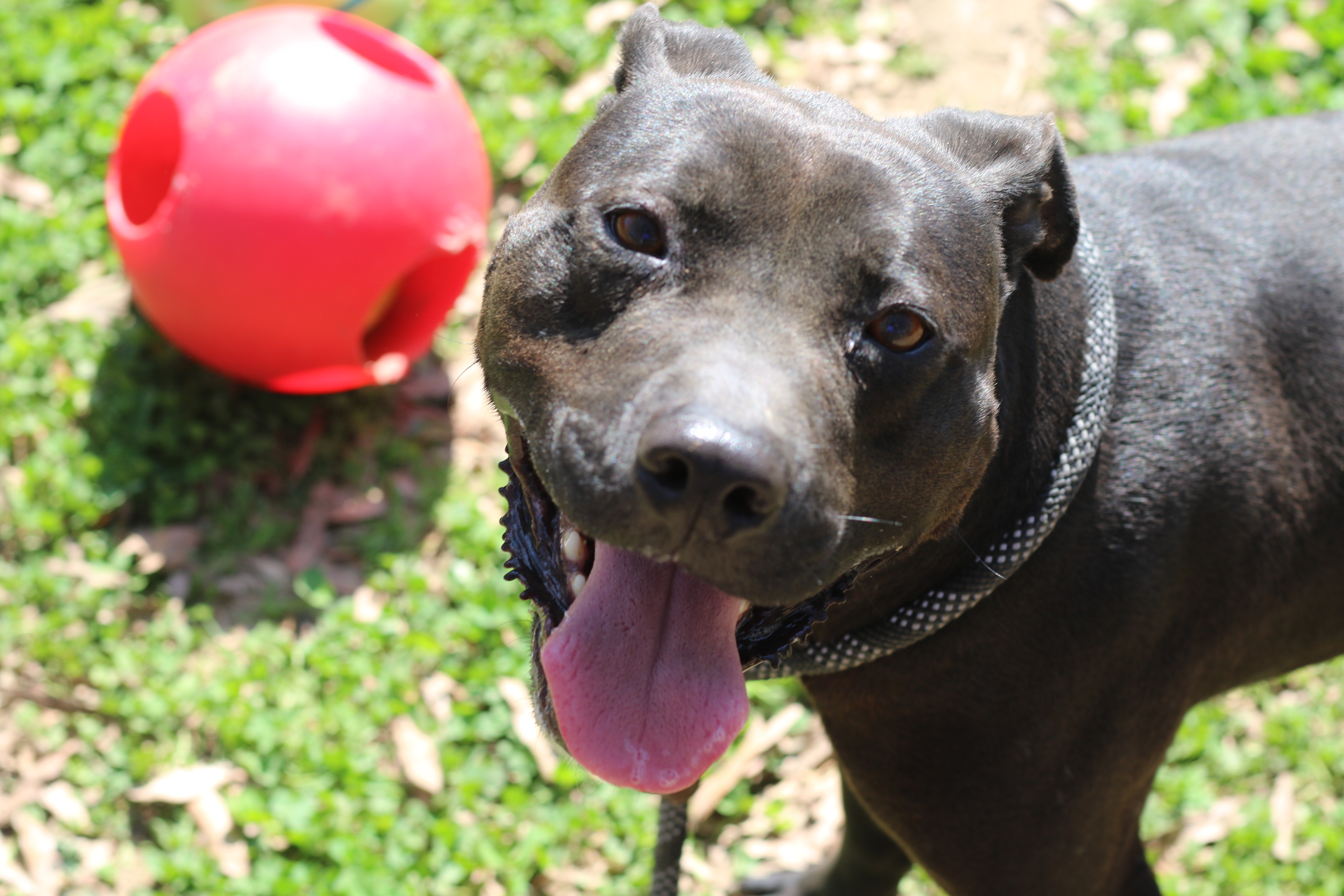 Enlarge Wendel, a Adoptable mixed breed in Rossville, TN image 8/11