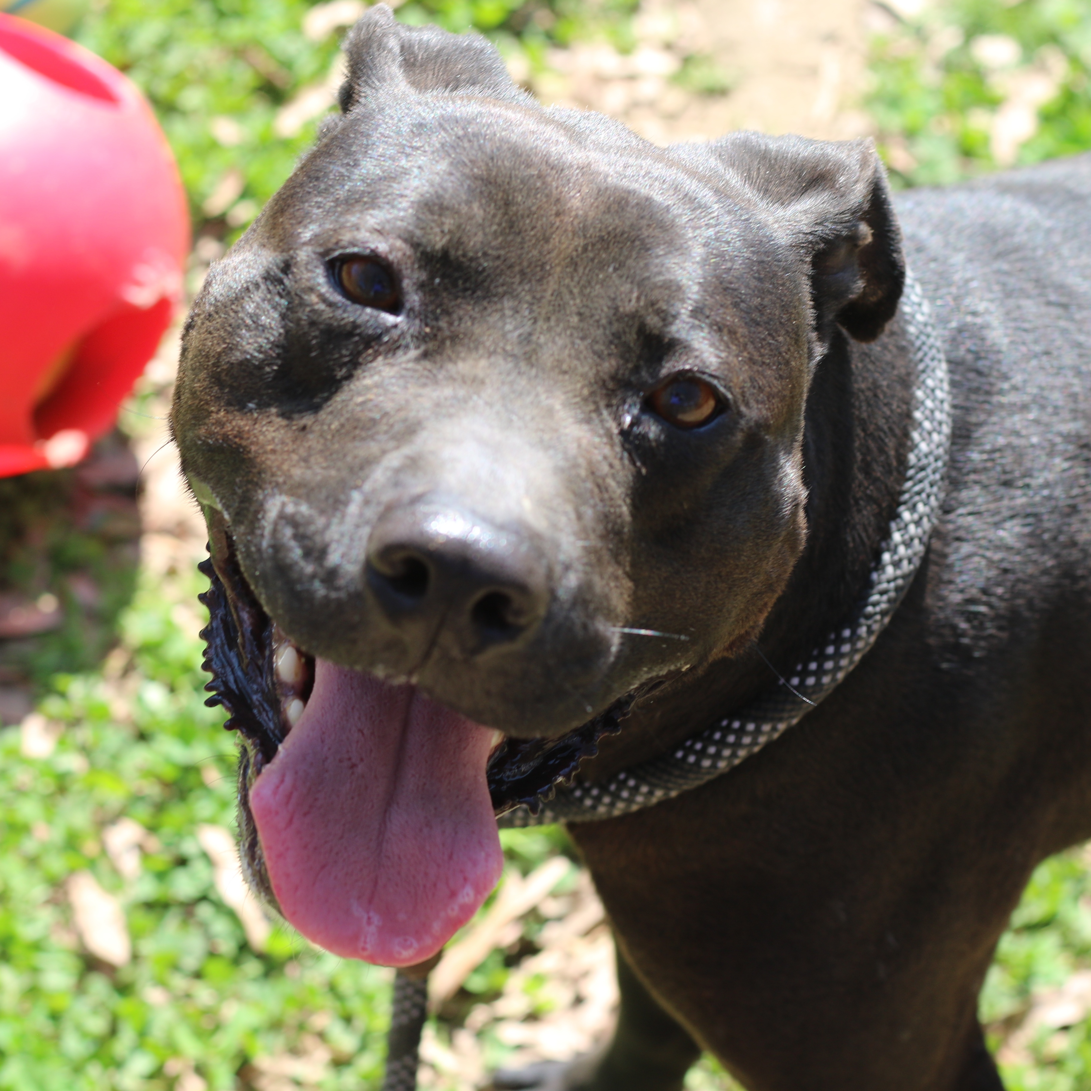 Wendel, a Adoptable mixed breed in Rossville, TN image 3/6