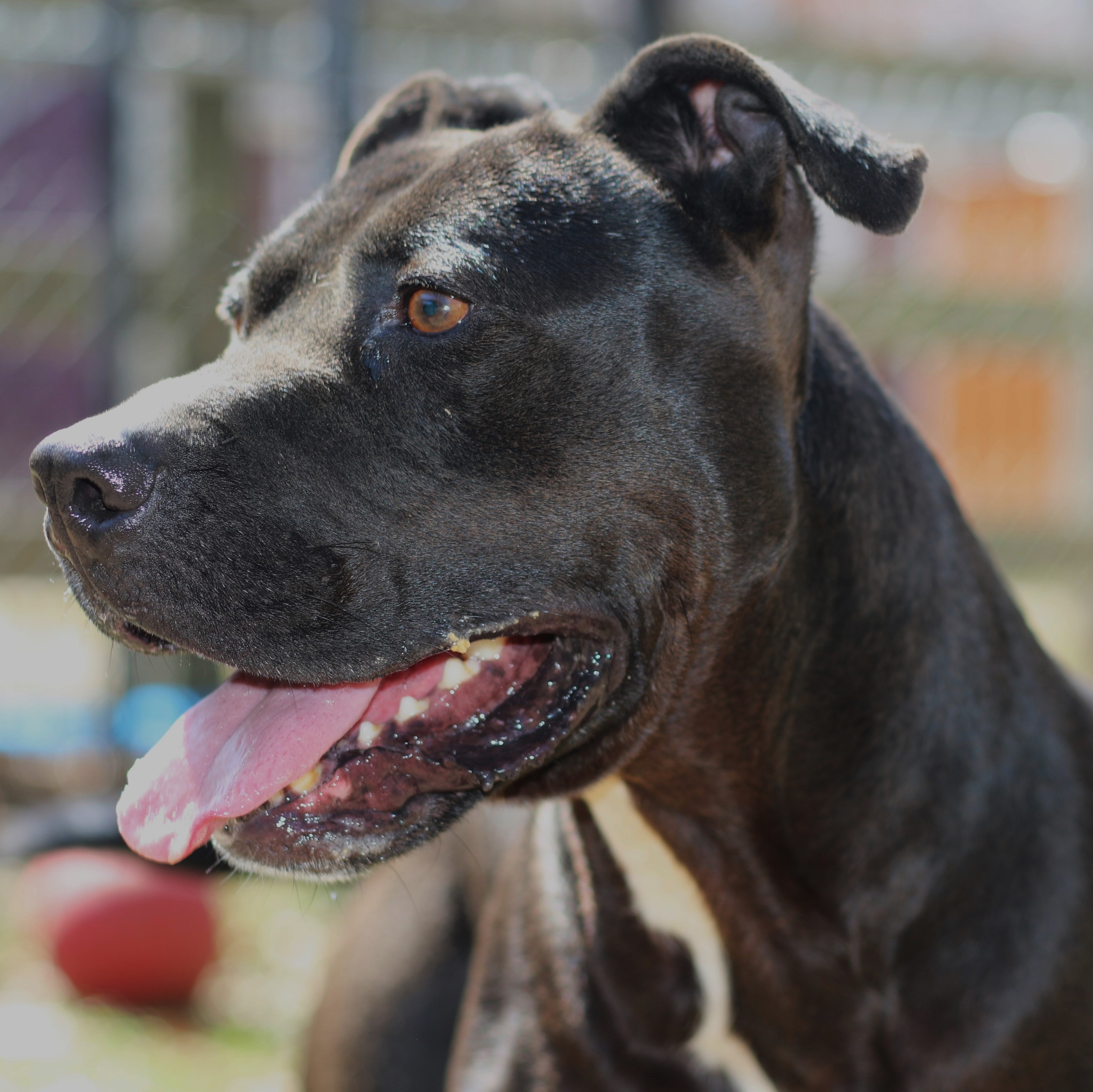 Wendel, Adoptable, Adult Male Terrier & Mixed Breed.