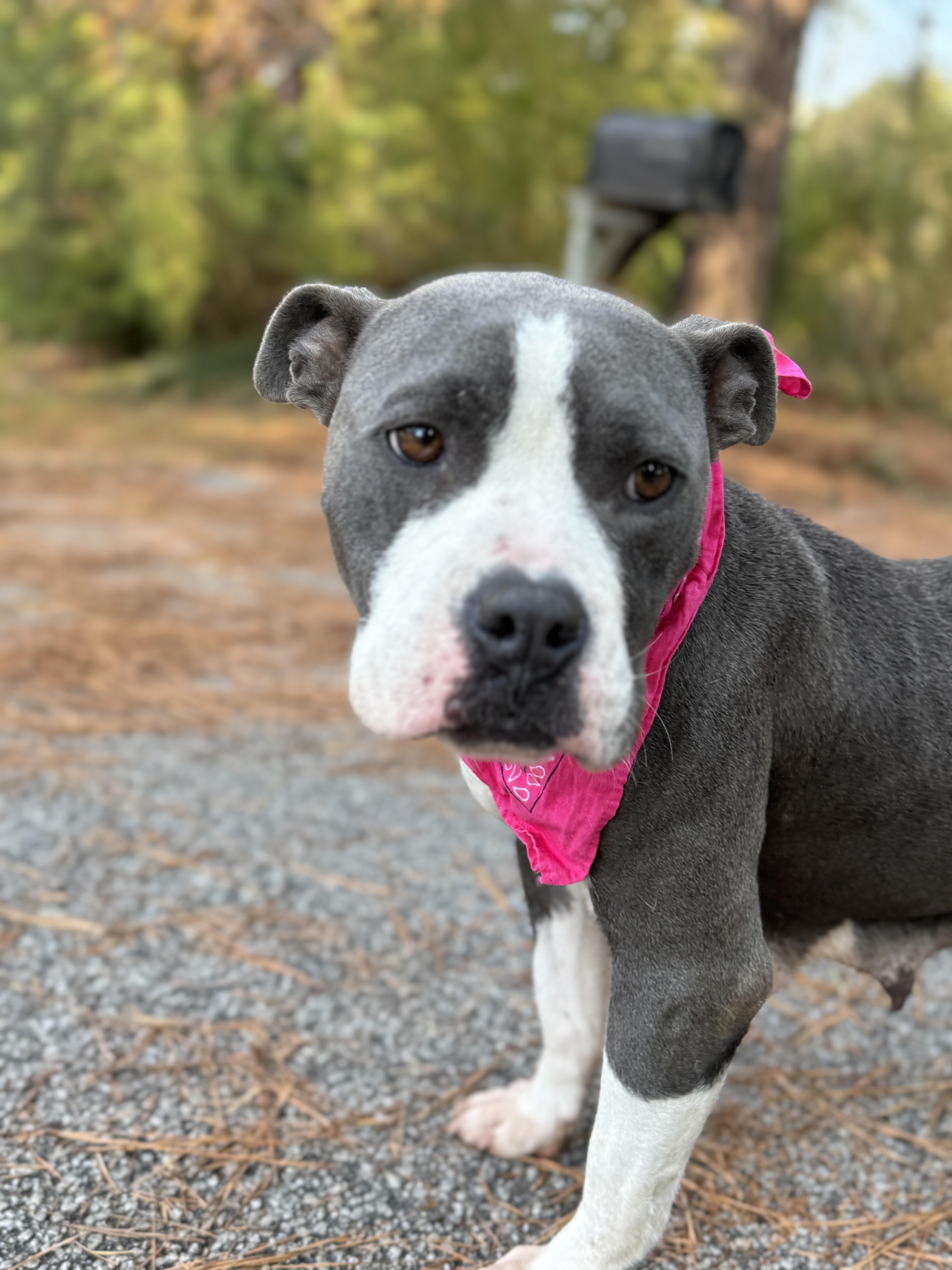 Enlarge Laci Pearl, a ADOPTABLE American Bully in Sumter, SC image 2/2