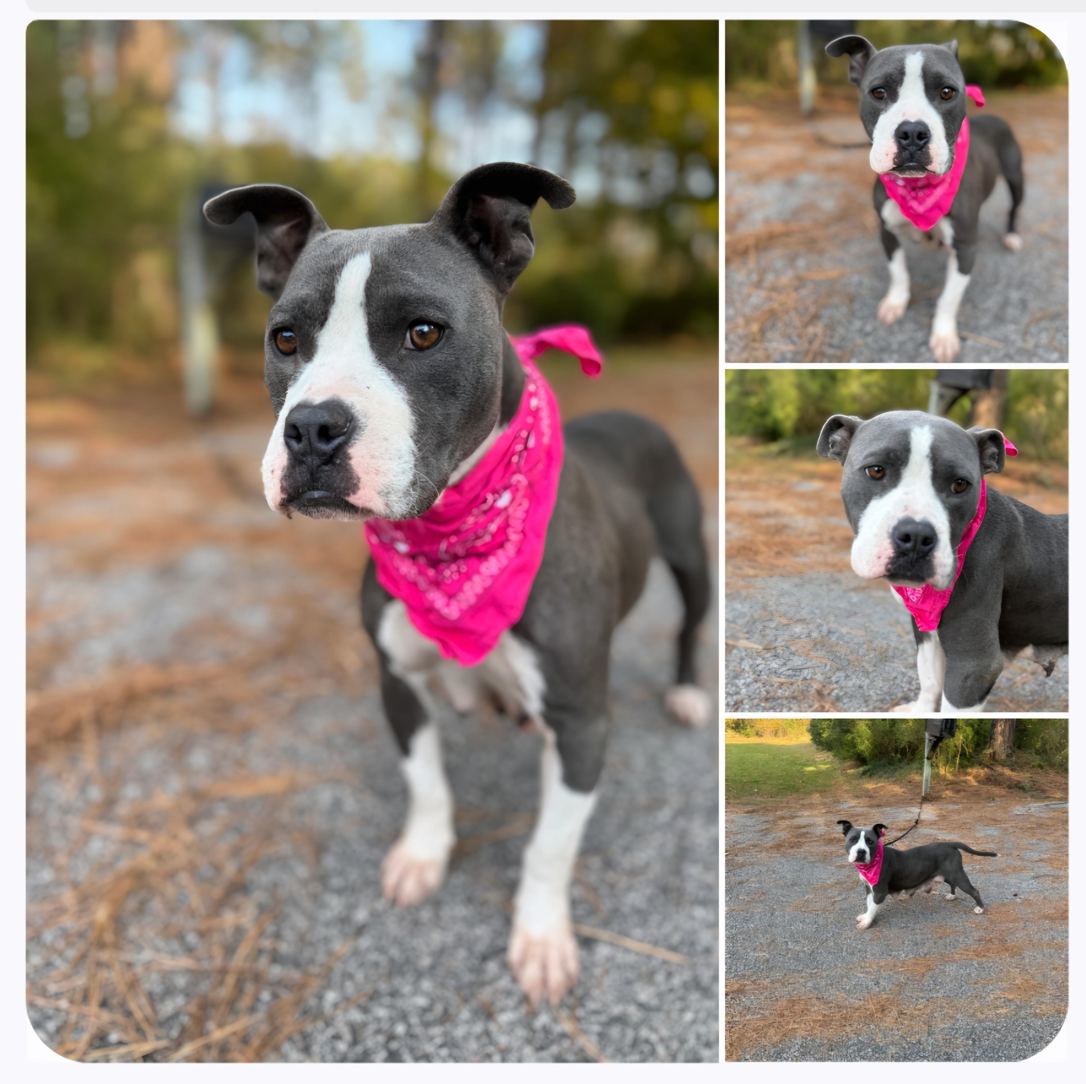 Enlarge Laci Pearl, a ADOPTABLE American Bully in Sumter, SC image 1/2