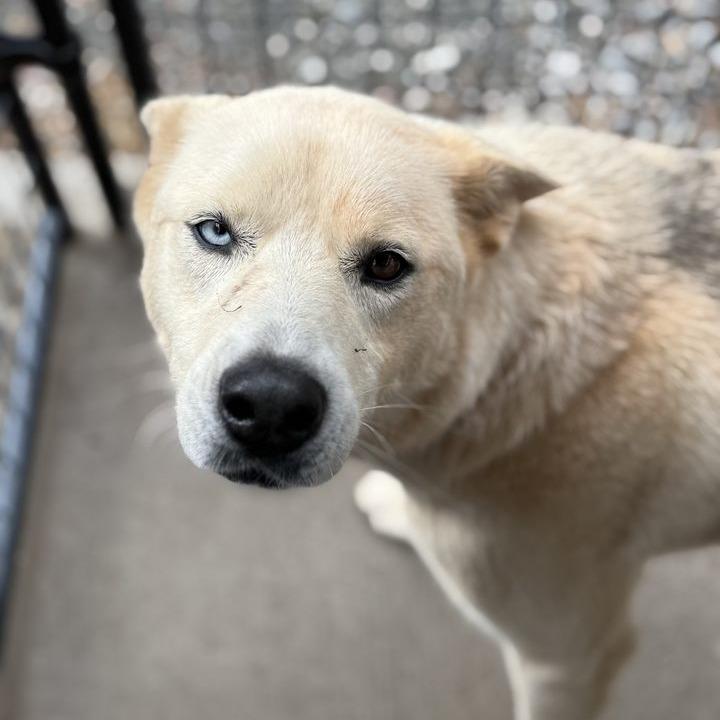 Enlarge Camille, a Adoptable mixed breed in Columbus, NC image 2/6