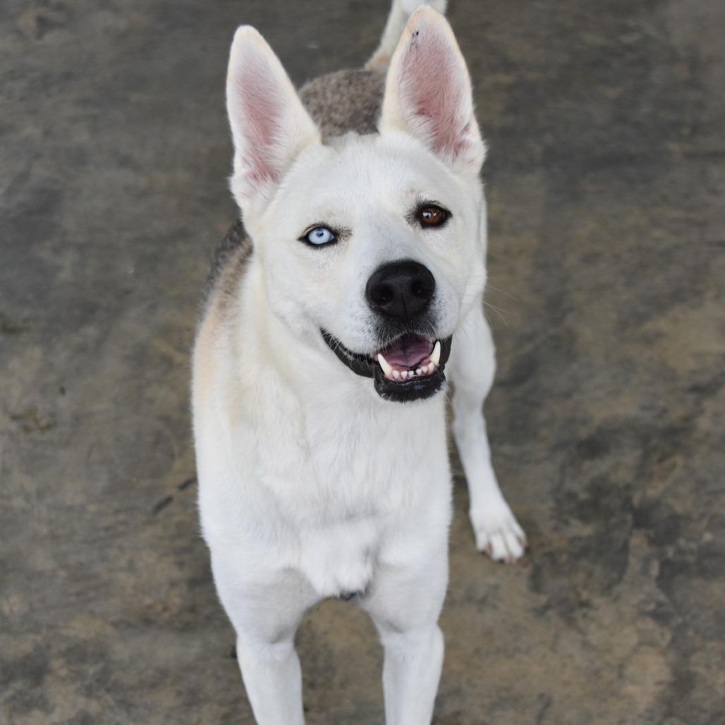 Enlarge Camille, a Adoptable mixed breed in Columbus, NC image 3/6