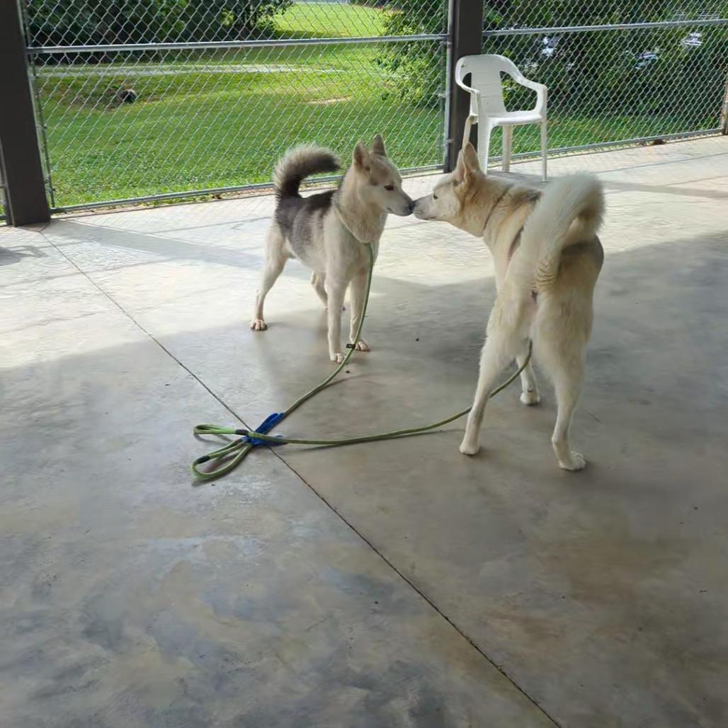 Enlarge Camille, a Adoptable mixed breed in Columbus, NC image 5/6