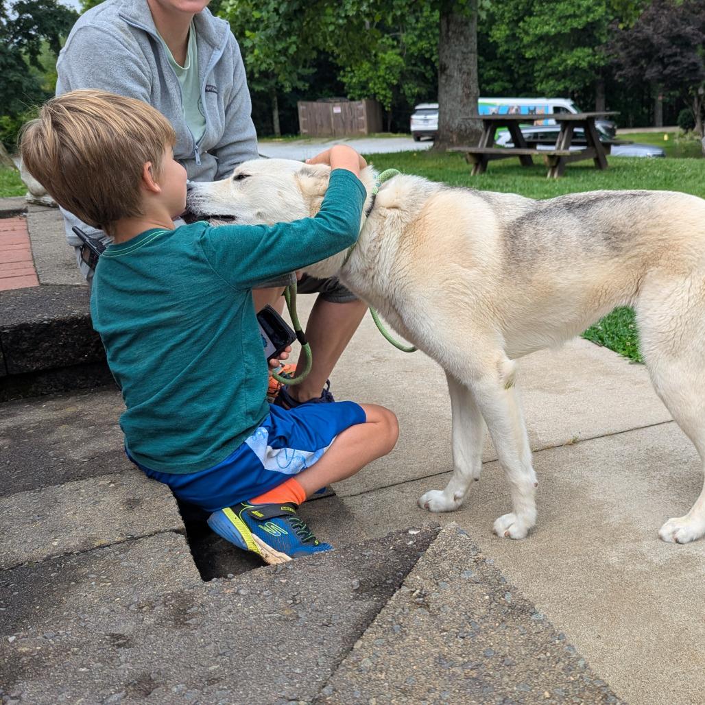 Camille, a Adoptable mixed breed image 3/6