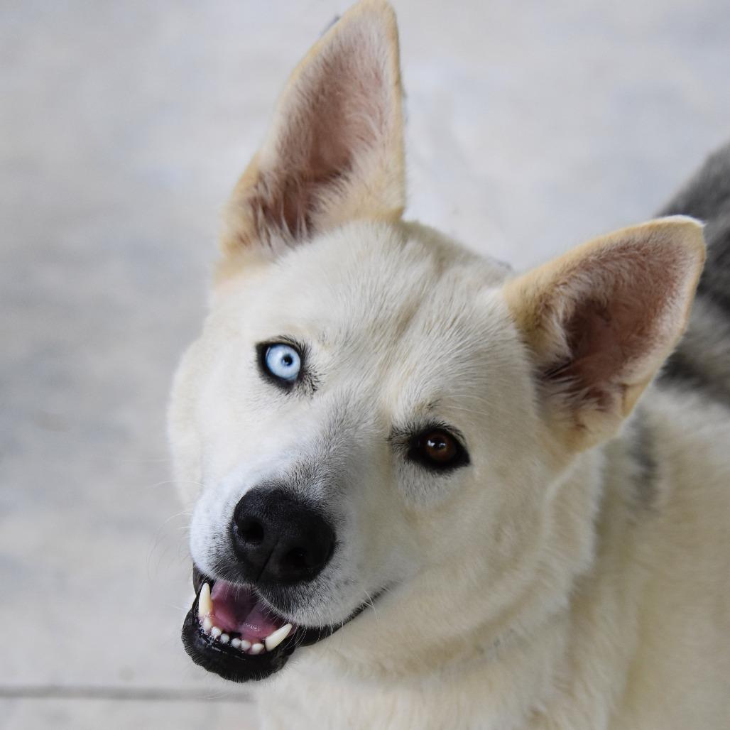 Camille, a Adoptable mixed breed image 4/6