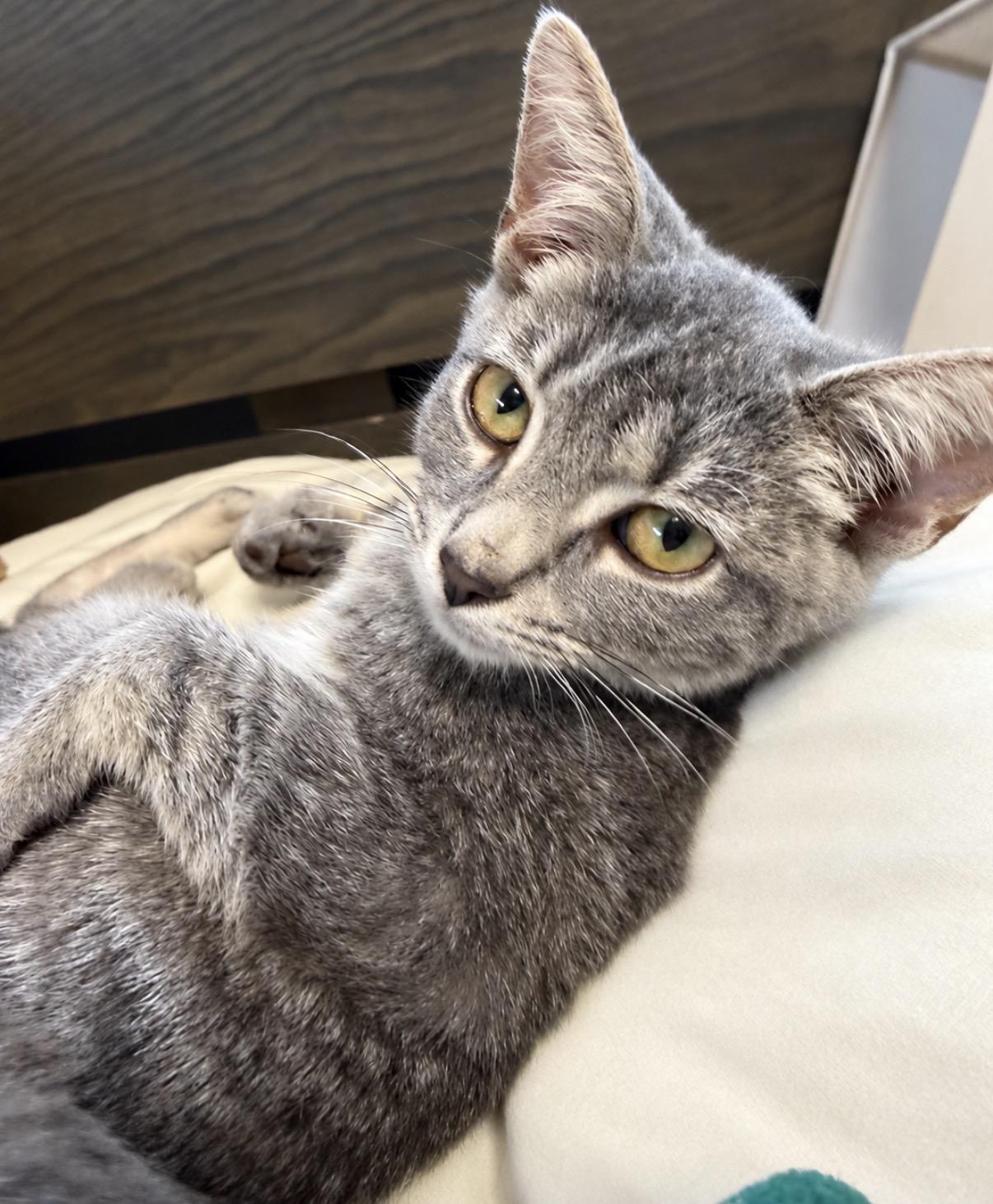 Puff, Adoptable, Kitten Female Domestic Short Hair.