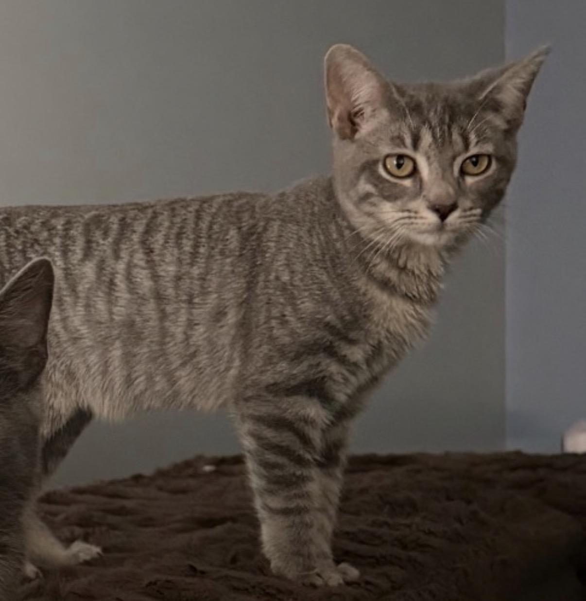 Enlarge Puff, a Adoptable Domestic Short Hair in Maineville, OH image 2/2