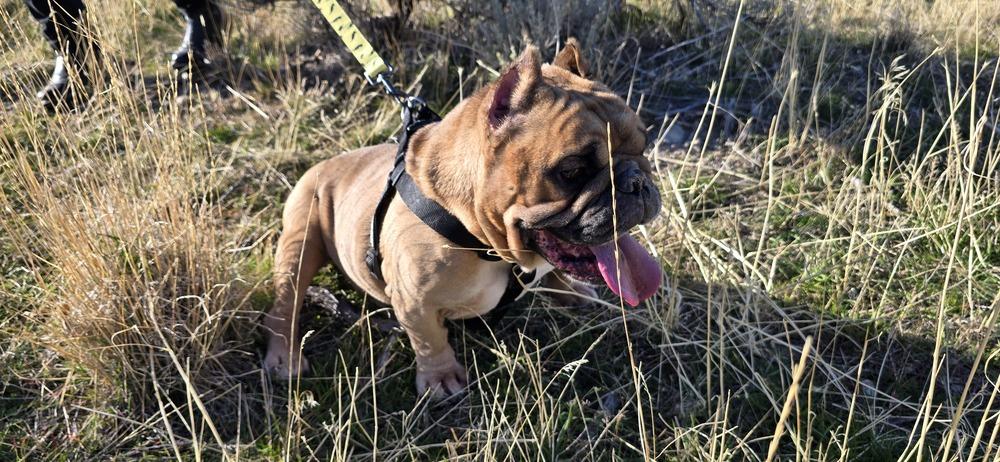 Tonka, Adopted, Senior Male English Bulldog.