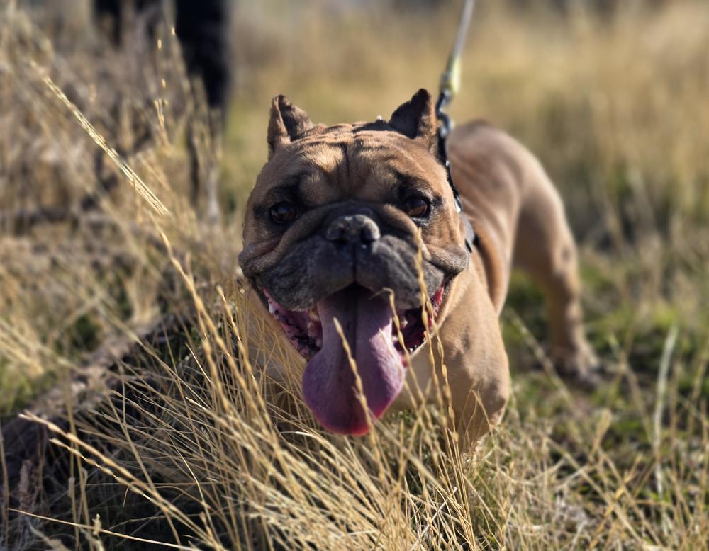 Tonka, a Adopted mixed breed in Herriman, UT image 2/4