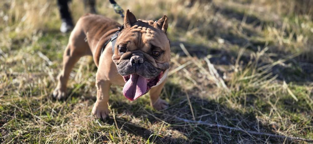 Tonka, a Adopted mixed breed in Herriman, UT image 3/4