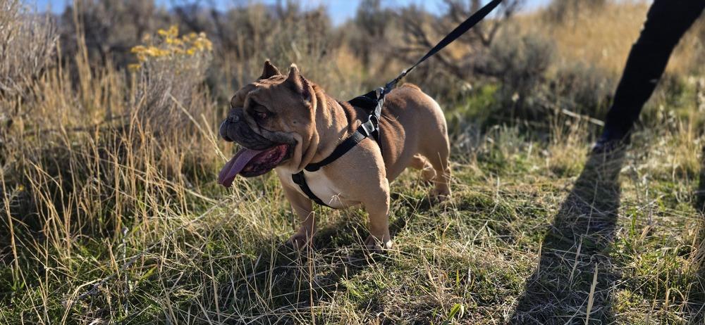 Tonka, a Adopted mixed breed in Herriman, UT image 4/4