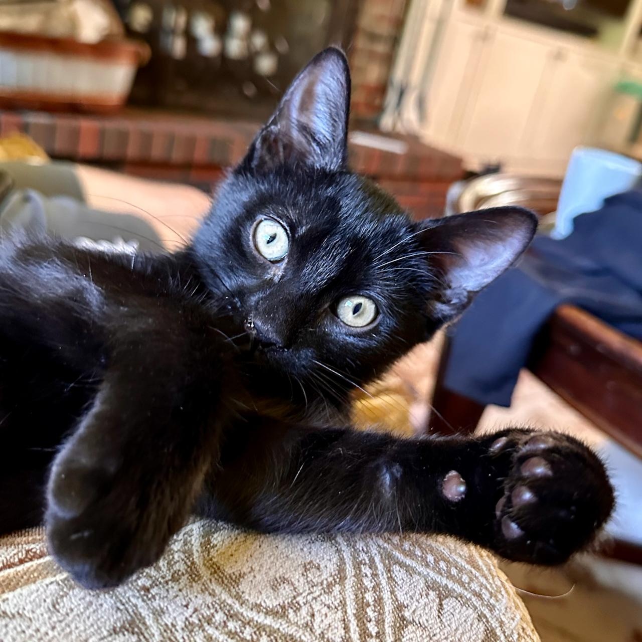 Sundance, adoptable, Kitten Male Domestic Short Hair.