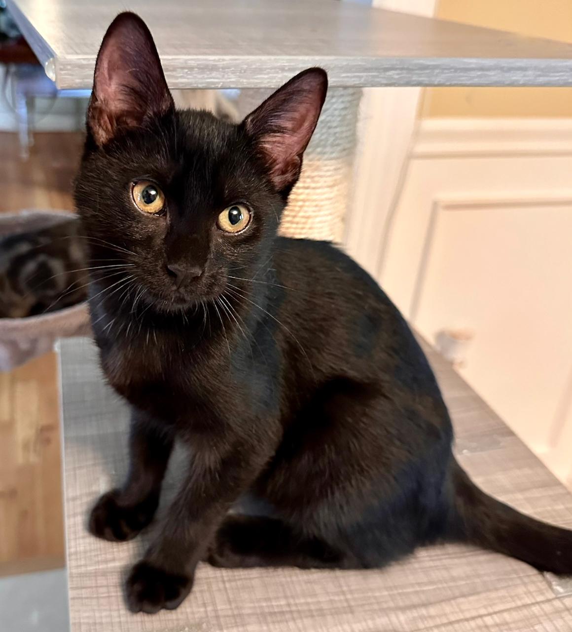 Enlarge Sundance, a Adoptable Domestic Short Hair in East Brunswick, NJ image 2/6