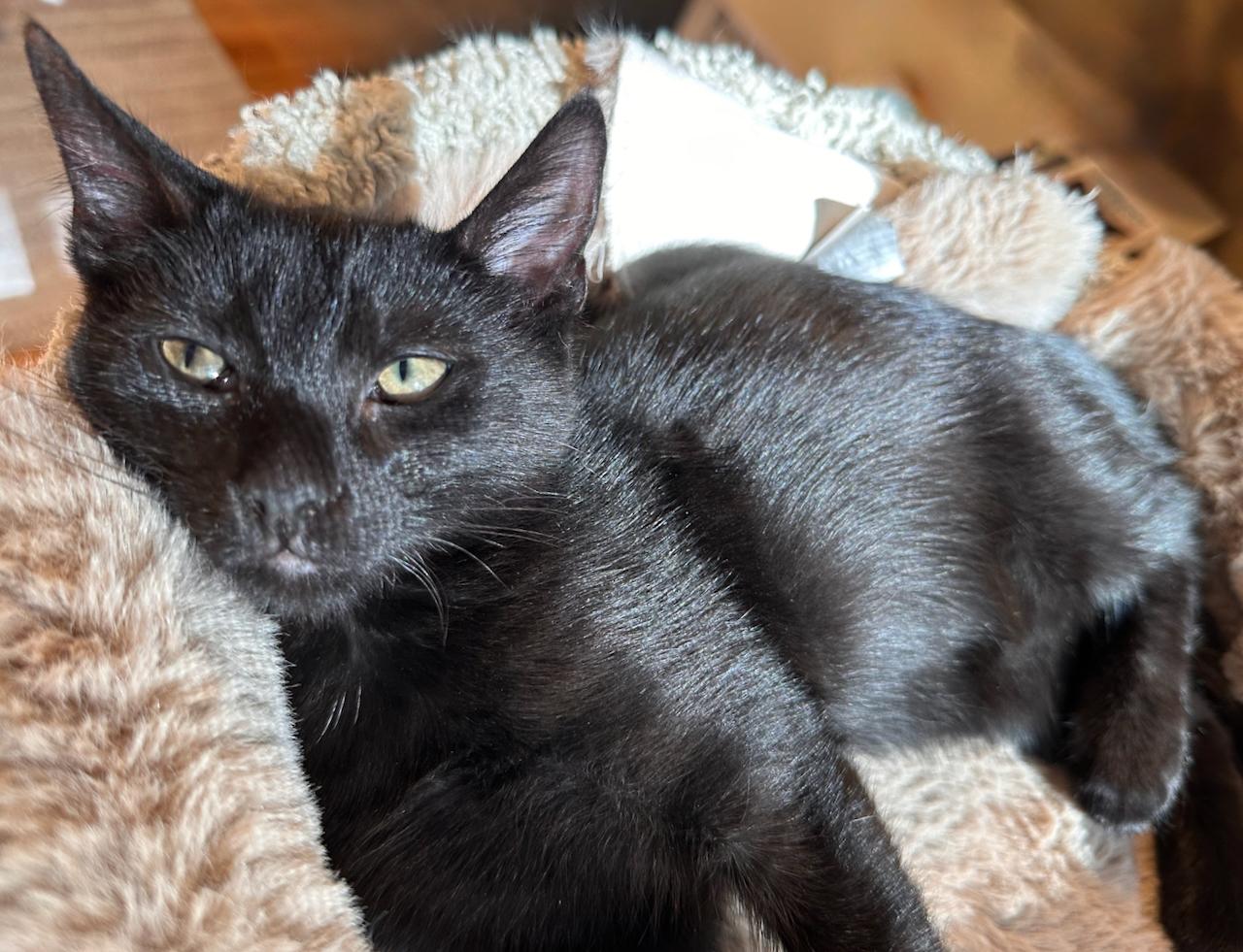 Enlarge Sundance, a Adoptable Domestic Short Hair in East Brunswick, NJ image 3/6