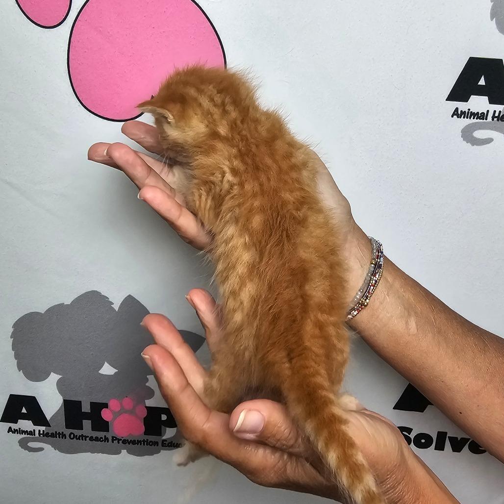 Enlarge Copy, a Adoptable mixed breed in Milton, FL image 1/2