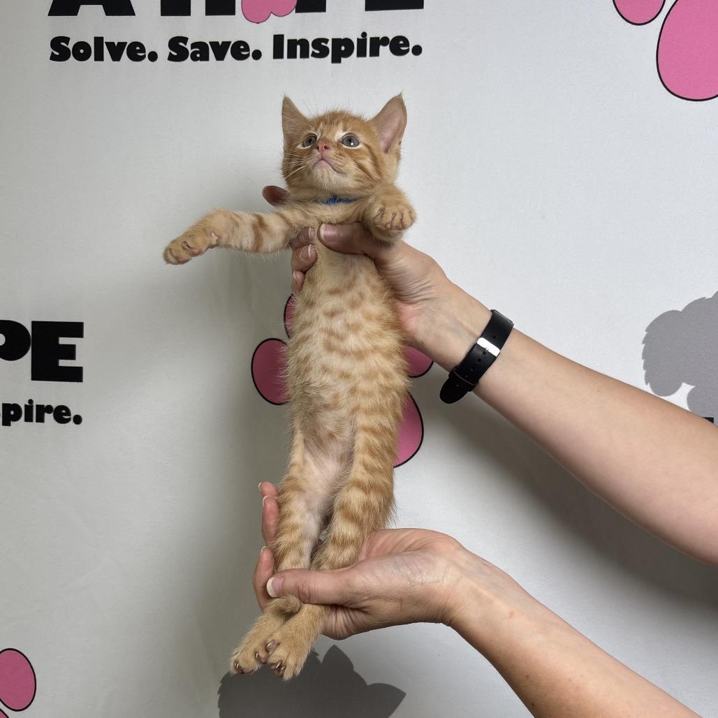 Enlarge Copy, a Adoptable mixed breed in Milton, FL image 2/6